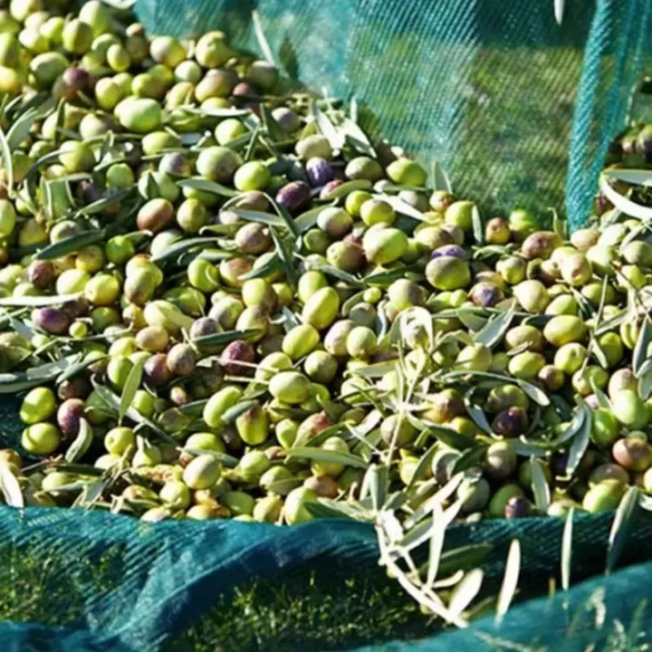 FILET DE RÉCOLTE DES OLIVES 4*8M